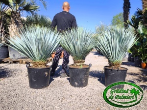 Yucca Rostrata EXTRA 120-130 inaltime totala