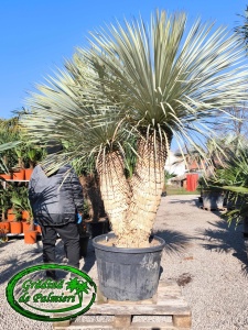 Yucca Rostrata EXTRA Dublu