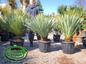 Yucca Rostrata trunchi 5-10cm