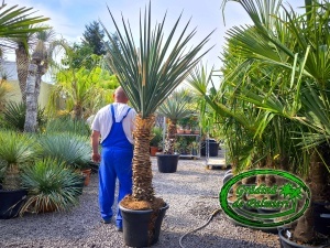 Yucca Torreyi inaltime totale 235cm
