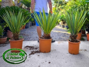 Yucca Torreyi trunchi 10-20cm