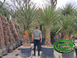 Yucca Torreyi var. 2