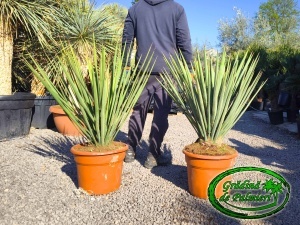 Yucca Treculeana 80-100cm inaltime totala