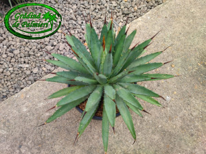 Agave 'Little Penguins' 45cm Ø