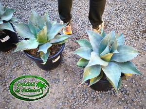 Agave Ovatifolia 40cm Ø