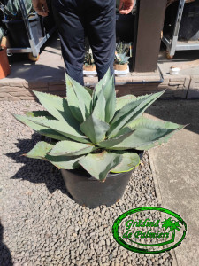 Agave Ovatifolia 70cm