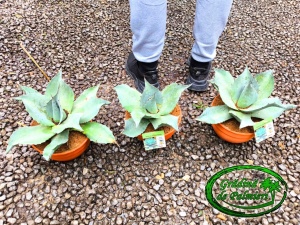Agave Ovatifolia ICED HEART 20cm Ø