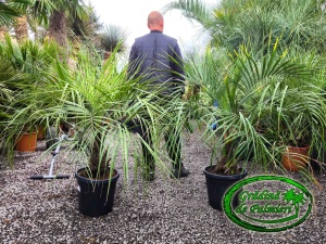 Butia Capitata trunchi 10-20cm