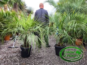 Butia Capitata trunchi 10-20cm