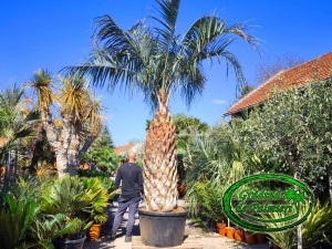 Butia Odorata Silver trunchi 210-220cm EXTRA