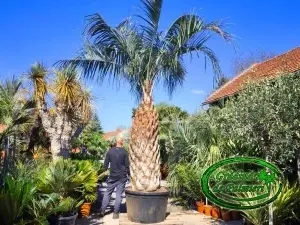 Butia Odorata Silver trunchi 210-220cm EXTRA