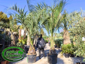 Butia Odorata Silver trunchi 50-60cm