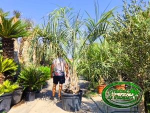 Butia Odorata Silver trunchi 50-60cm