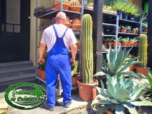 Cactus Trichocereus Pasacana 170-180cm inaltime totala