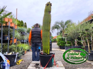 Cactus Trichocereus Pasacana 190-200cm inaltimea plantei