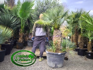 Chamaerops Humilis Cerifera Gigant var.3