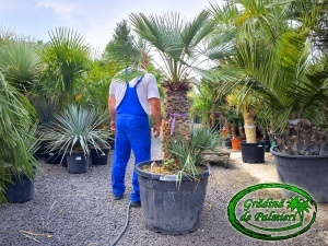 Chamaerops Humilis Cerifera Gigant var.3