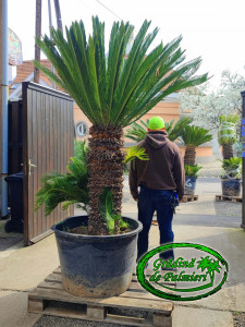 Cycas Revoluta trunchi 100cm