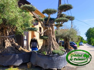 Măslin - Olea Europaea POM-POM EXTRA