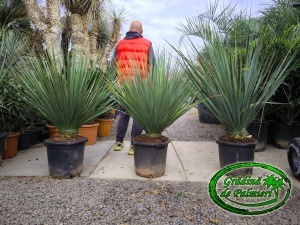 Nolina Nelsonii EXTRA trunchi mici