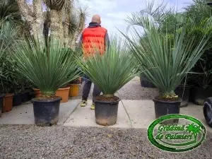 Nolina Nelsonii EXTRA trunchi mici