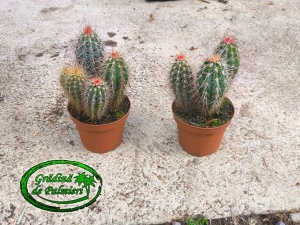 Pachycereus pringlei 25cm inaltime