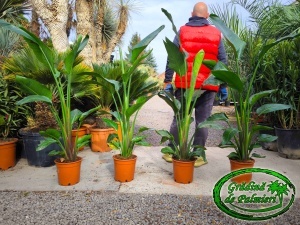 Strelitzia nicolai - Pasărea Paradisului 120-140cm înălțime totală