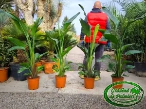 Strelitzia nicolai - Pasărea Paradisului 120-140cm înălțime totală