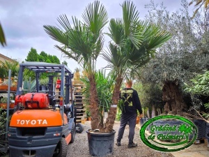 Trachycarpus fortunei grup EXTRA var. 1.