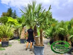Trachycarpus fortunei grup EXTRA