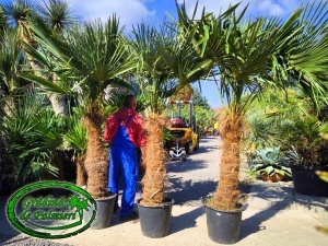 Trachycarpus fortunei trunchi 100-110cm