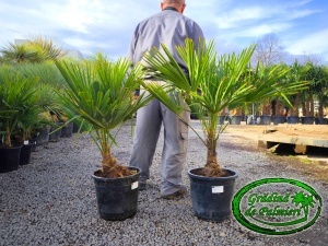 Trachycarpus fortunei trunchi 20-25cm