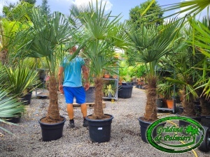 Trachycarpus fortunei trunchi 60-70cm