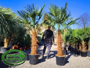 Trachycarpus fortunei trunchi 90-100cm