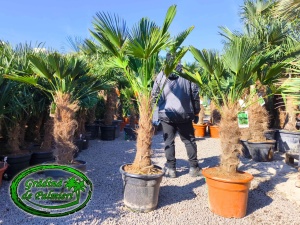 Trachycarpus Wagnerianus trunchi 60-70cm