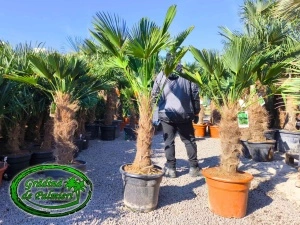 Trachycarpus Wagnerianus trunchi 60-70cm