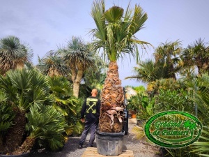 Washingtonia Filifera trunchi 170-180cm