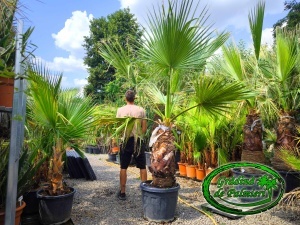 Washingtonia Filifera trunchi 80-90cm