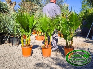 Washingtonia Robusta grup 100-110cm înălțimea totală