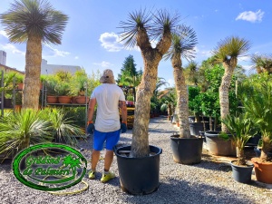 Yucca Elata Promo