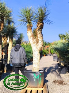 Yucca Elata trunchi 180cm DUBLU var. 1