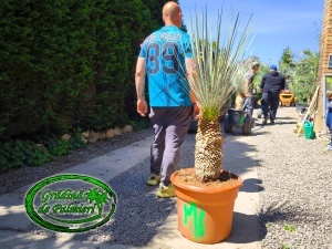 Yucca Elata trunchi 50cm