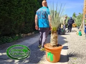 Yucca Elata trunchi 50cm