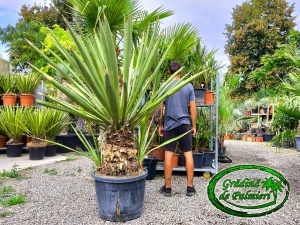 Yucca Faxoniana - Faxon yucca trunchi 50-60cm