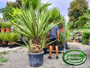 Yucca Faxoniana - Faxon yucca trunchi 50-60cm