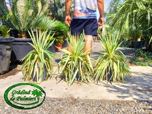 Yucca Filamentosa Color Guard EXTRA