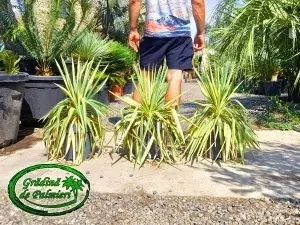 Yucca Filamentosa Color Guard EXTRA