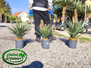 Yucca Filifera Australis 50-60cm inaltime totala