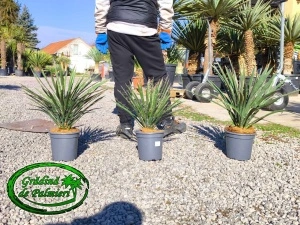 Yucca Filifera Australis 50-60cm inaltime totala