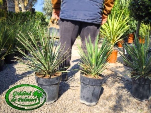 Yucca Filifera Australis 7L